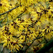 hamamelis_banniere_ingredient