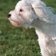 laboratoire-dissolvurol-arthrose-bichon-maltais
