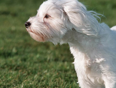 laboratoire-dissolvurol-arthrose-bichon-maltais