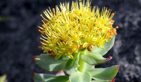 <center>Rhodiole rose</center> rhodiole rose