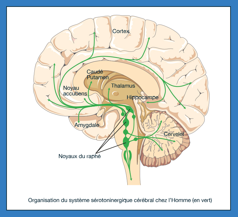cerveau cerveau