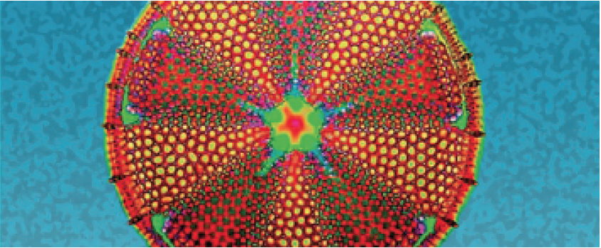 diatomée