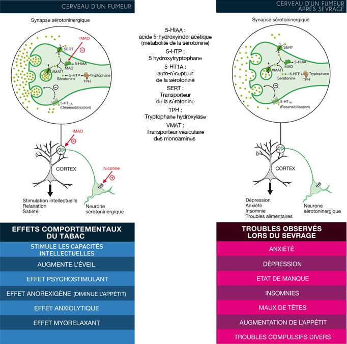schema_cerveau_fumeur schema_cerveau_fumeur