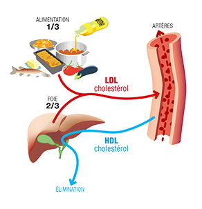 Circuit_Cholesterol_Foie_Artere png