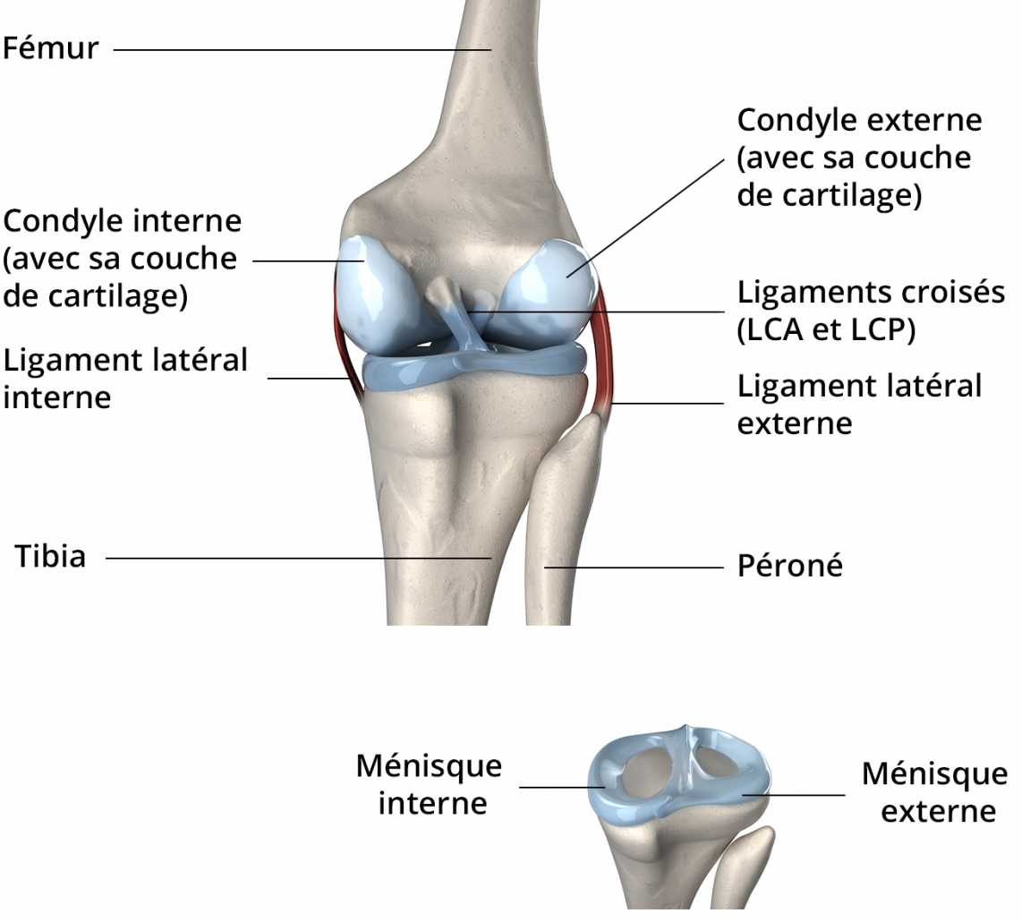 articulation du genou