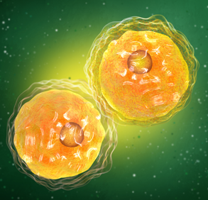 CHOLESTEROL 1