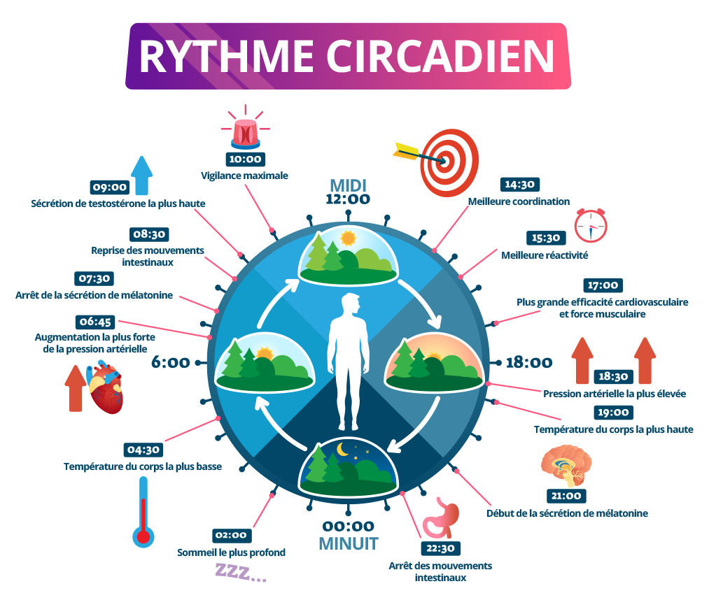 illustration rythme circadien
